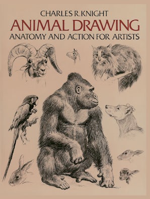 Animal Drawing